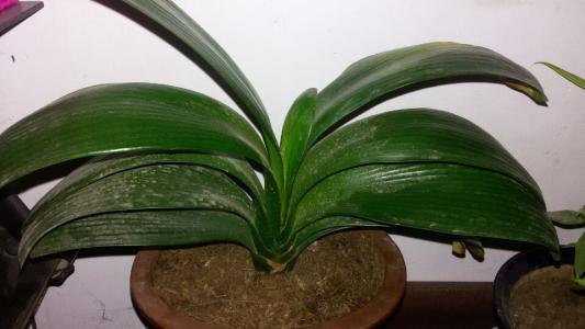 君子兰开花怎么养护和浇水方法,君子兰要开花时怎么浇水最好