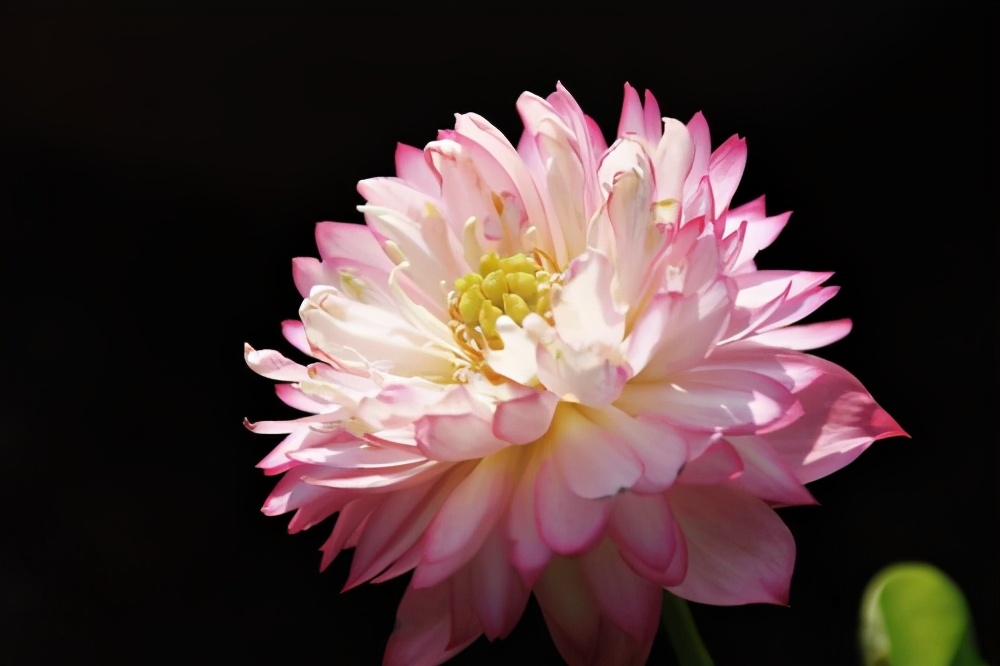 今天分享几十种荷花品种图鉴,荷花品种大全及名称图片