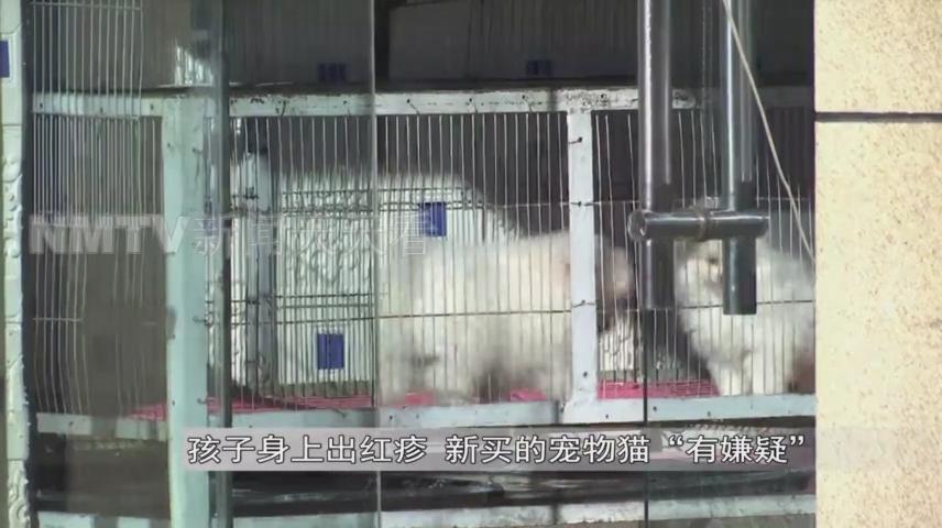 呼和浩特一女子花1500元买了只小猫，几天后孩子身上竟出了红疹？！女子投诉猫舍职能部门介入