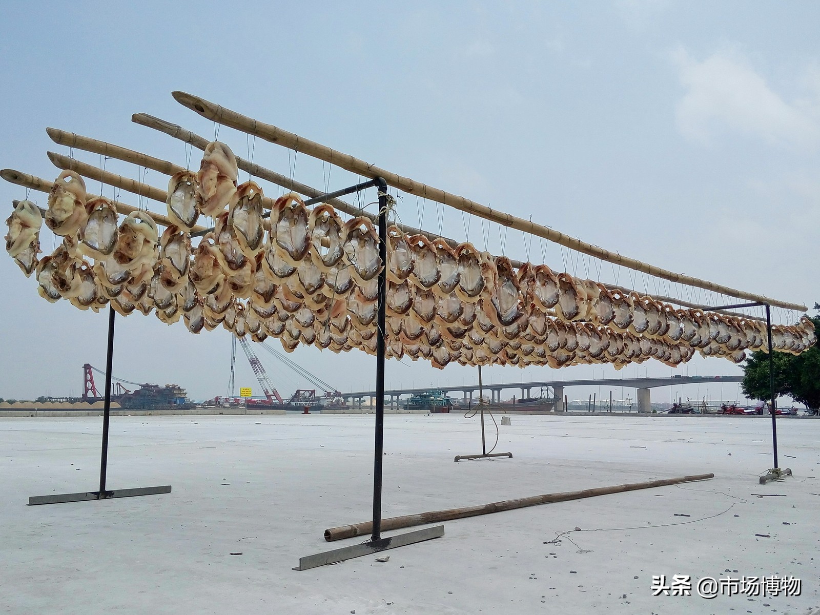 夏天晒咸鱼苍蝇很多怎么办,晒鱼干被苍蝇下蛆虫怎么处理