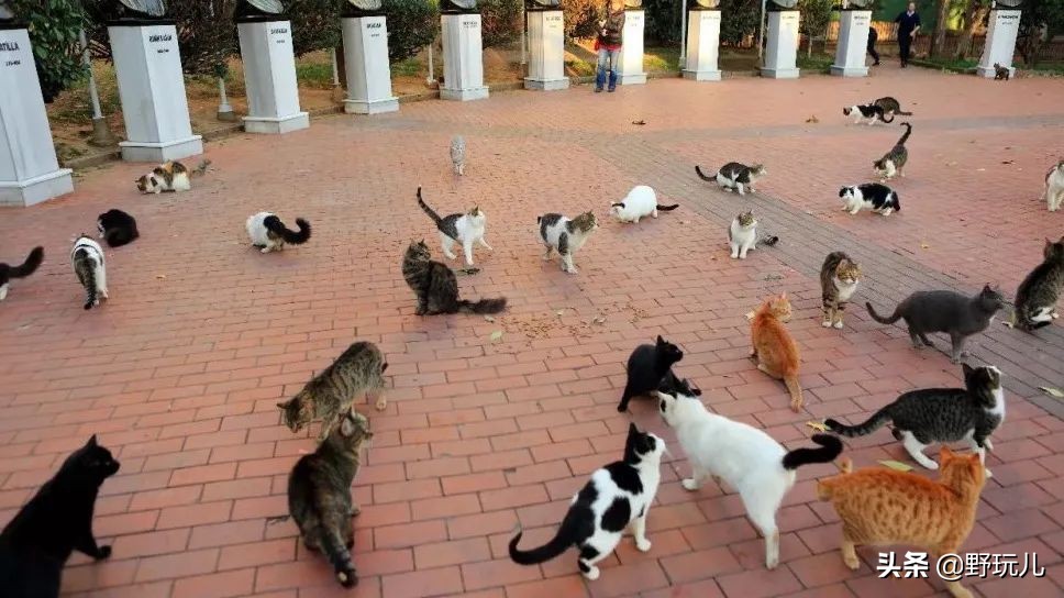 世界上最适合吸猫的城市,吸猫必去的十个地方