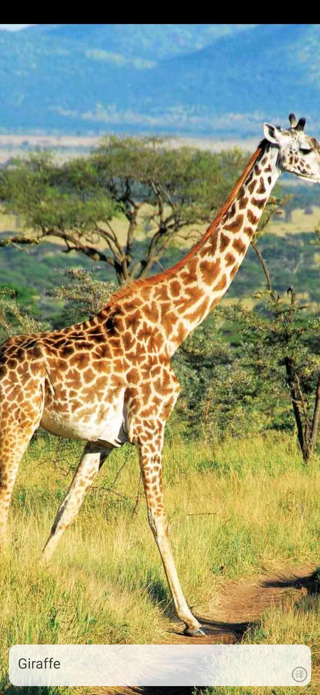 英语学习启蒙app推荐排行榜,启蒙数学app哪个好