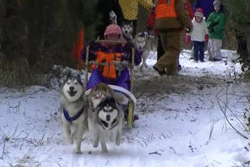 都说哈士奇不能当警犬，但有民警偏要试一试