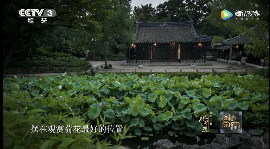 这株四百多年的紫藤，背后是整个江南园林