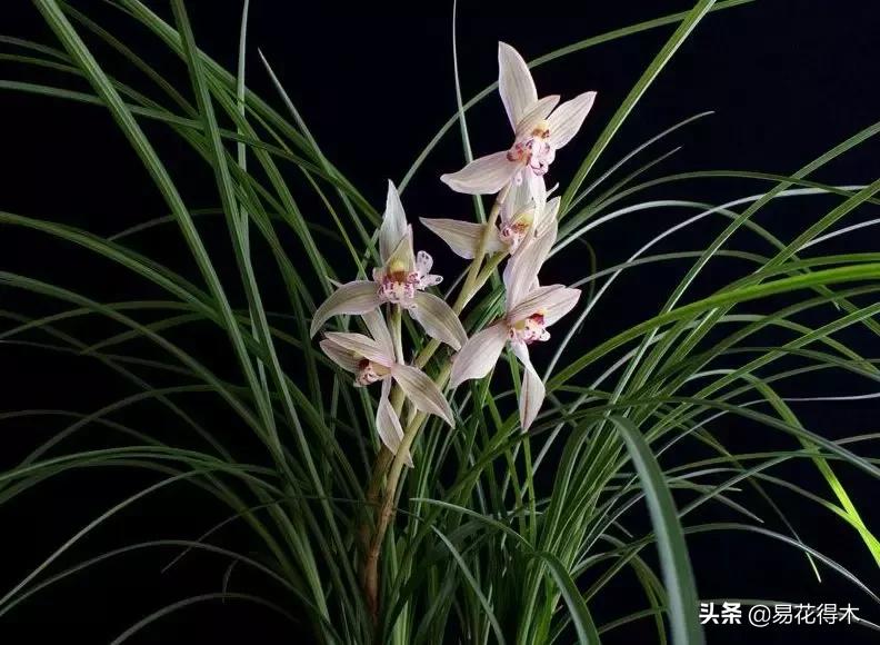 兰花春兰四大名品,兰花十大名品是哪些