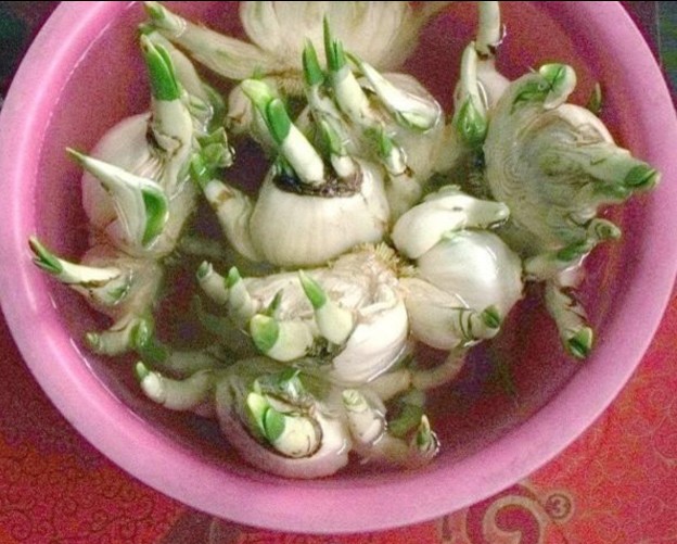 如何养殖水仙花,又到了种水仙的季节