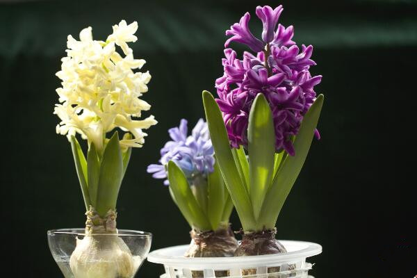 风信子烂根秘诀,风信子烂根后放回营养土要浇水吗