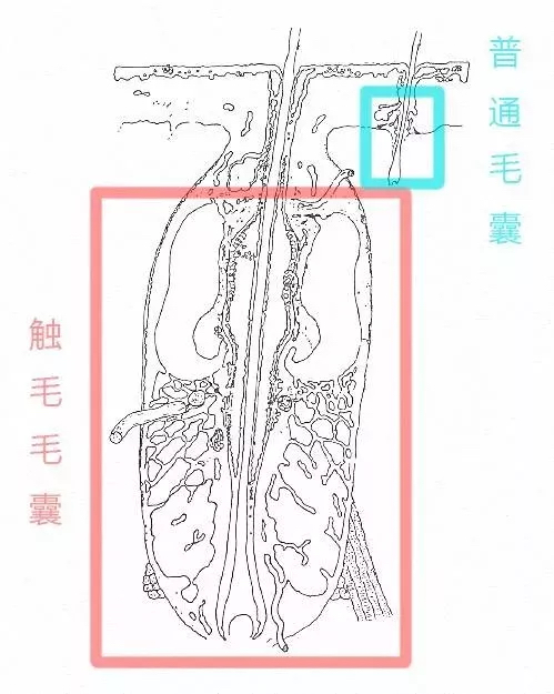 为什么不可以拽猫猫的尾巴,拽猫尾巴能引起什么后果