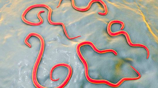 现在小学生要打虫吗,孩子打虫的季节