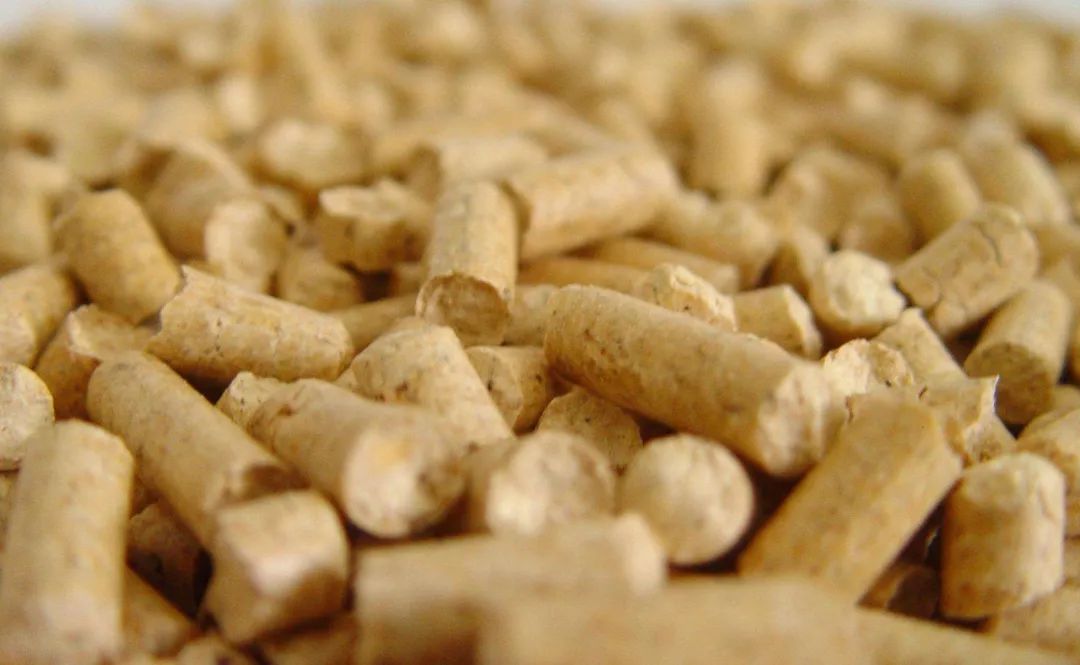 猫砂太臭猫咪还在里面上厕所吗,猫想上厕所没有猫砂怎么办