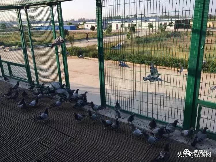 赛鸽出赛前的五大秘籍,赛鸽进关之前的准备