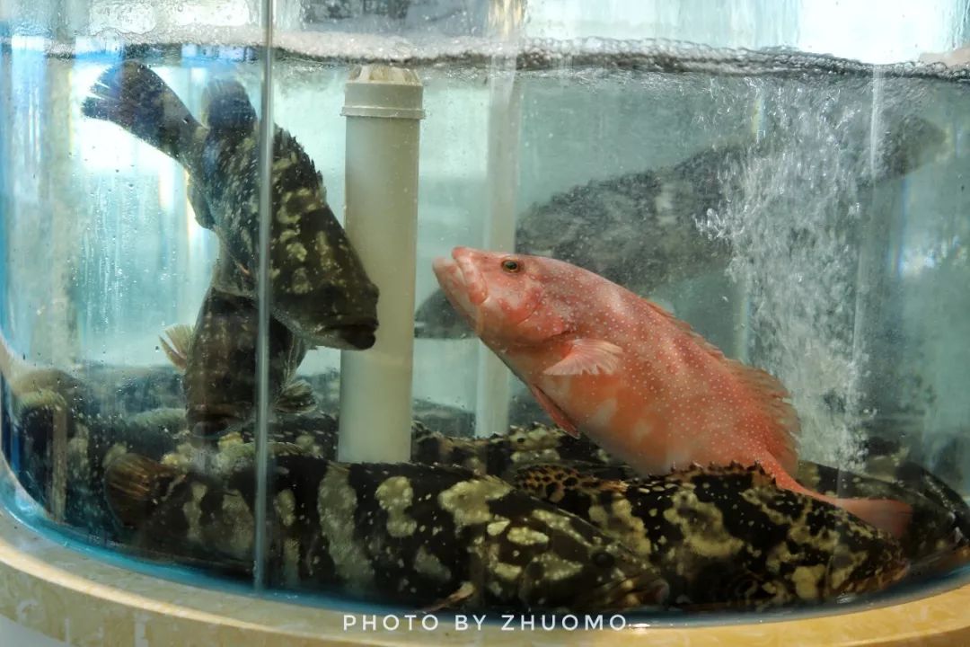 188元/条！吃养颜旺财老虎斑，就来肥隆“食斑节”