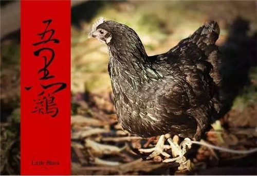 史上最贵的黑鸡,中国最稀有的鸡黑鸡