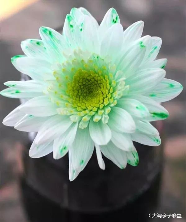 科学实验好奇心,科学入门小实验