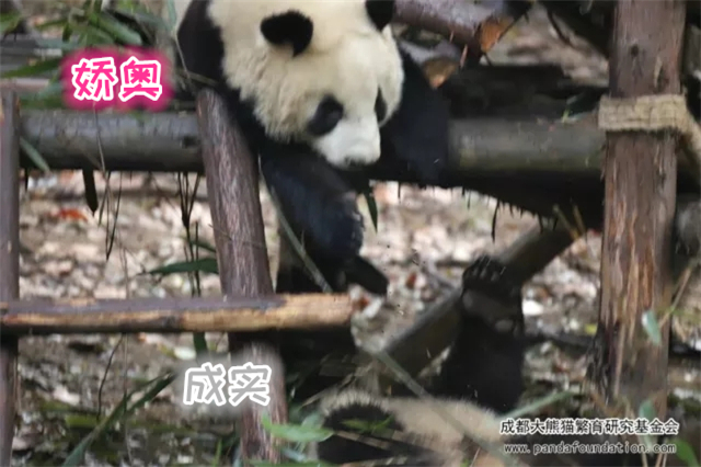 大熊猫的演变史动画,大熊猫成实