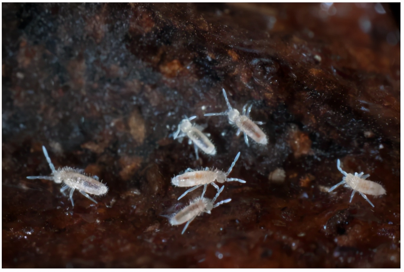 生态缸老水缸,生态缸老死鱼怎么回事