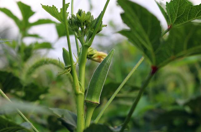 秋葵诗句经典名句,秋葵古诗