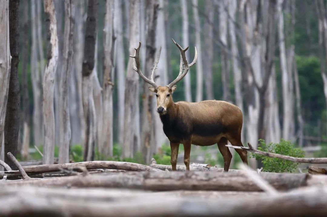 不保护就晚了！你最爱的干（小）脆（熊）面（猫）比大熊猫还濒危