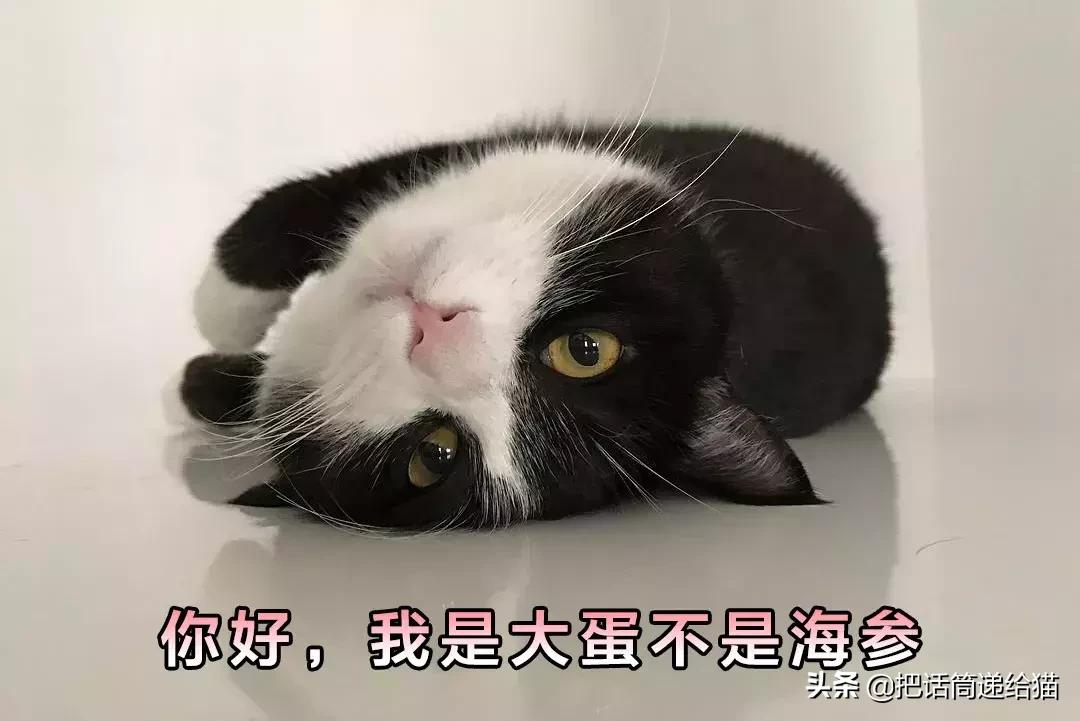 猫故事全集,猫故事小说