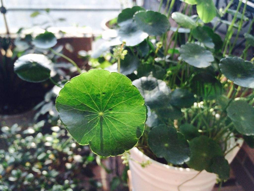 适合懒人养的铜钱草,瀑布过滤养铜钱草