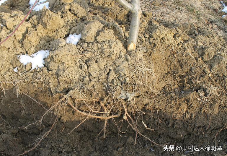 中桃金魁桃特性,桃是浆果类水果