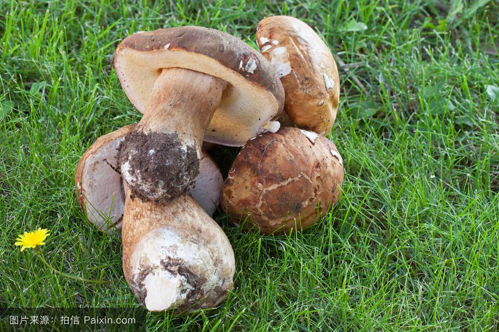 牛肝菌中药配方,牛肝菌功效主治