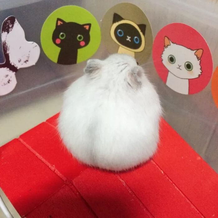 养仓鼠7天就死了,养仓鼠养到破产