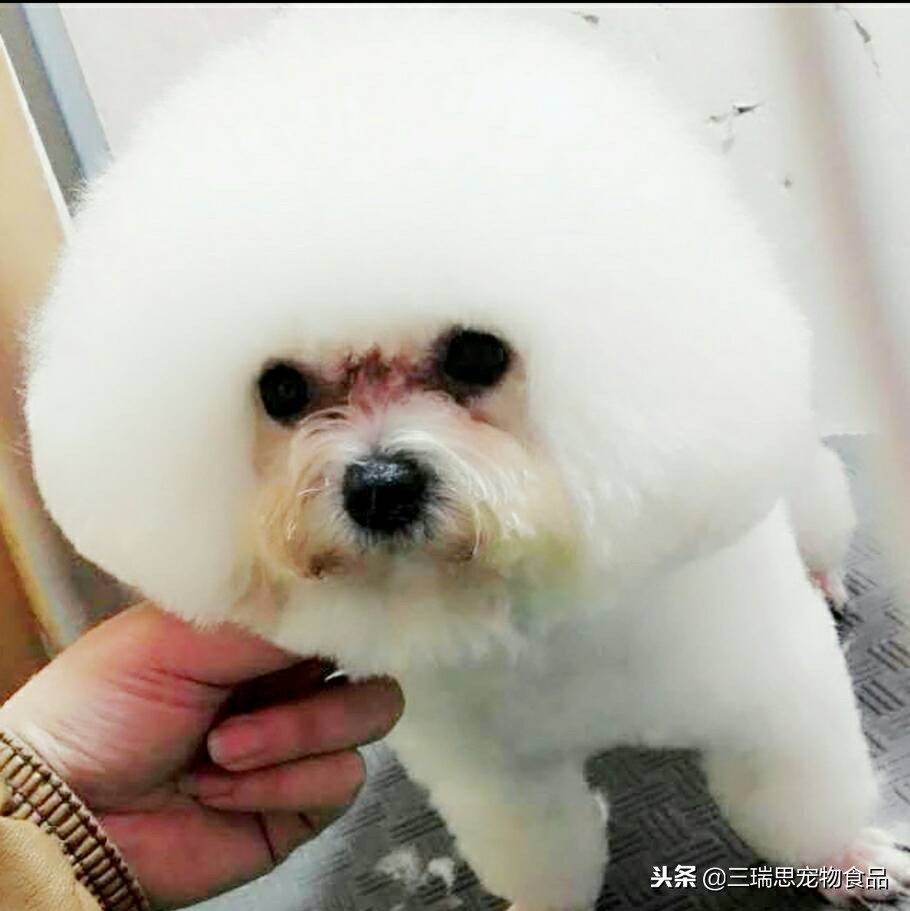 狗狗老流泪泪痕红色的咋办,狗狗有泪痕的原因及减少方法