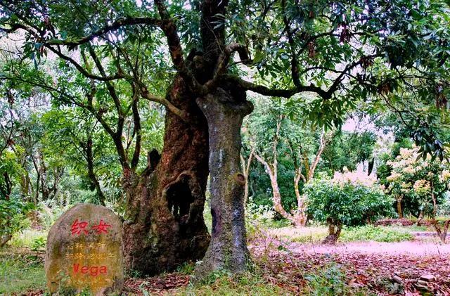 茂名:高州荔枝主产六大乡镇,看看你认识几个?