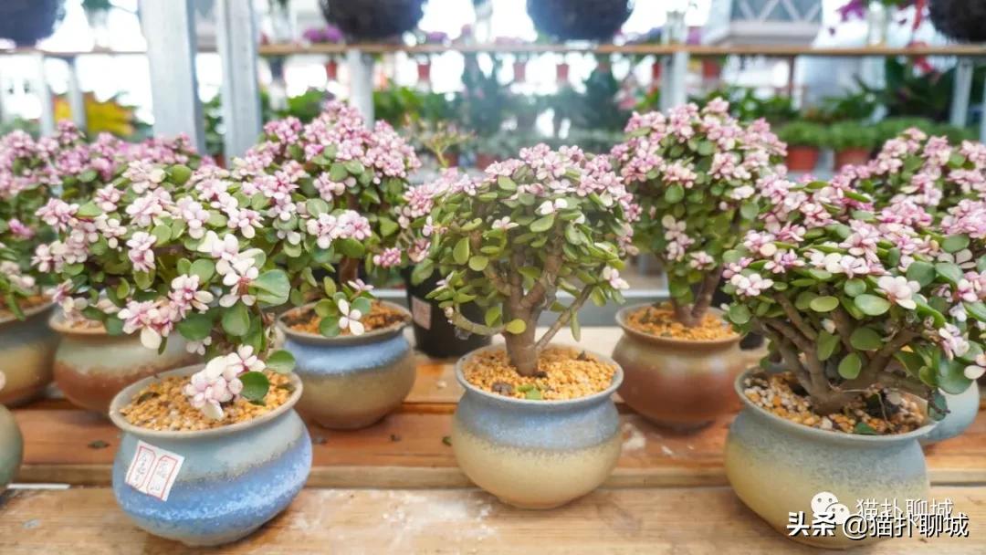 聊城最便宜的花卉批发,聊城附近的花卉市场