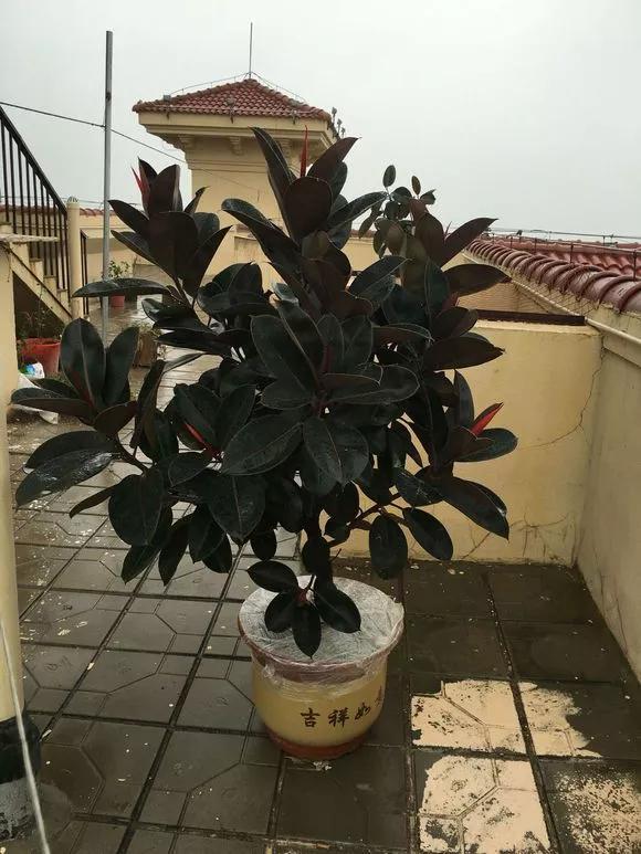 橡皮树短截的最佳时间,橡皮树秋季养护方法