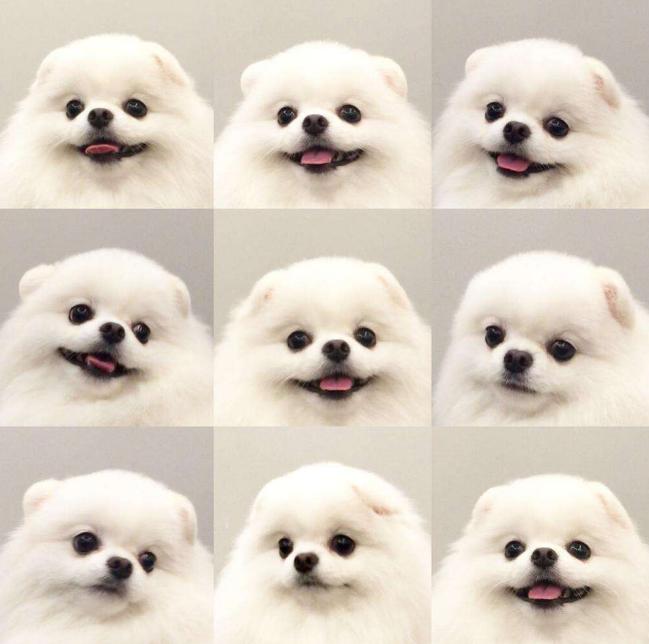 俊介犬和博美犬哪个好,俊介博美犬图片