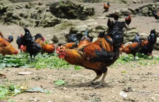 怎么样才能知道土鸡是什么样的,如何知道土鸡缺少什么营养