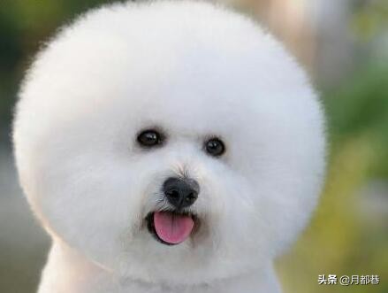 比熊犬多少钱一只小体,比熊多少钱一只正常价格表