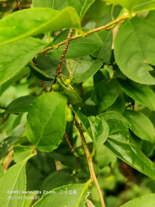 像蟒蛇一样的树,在丛林里看到了一条大蟒蛇