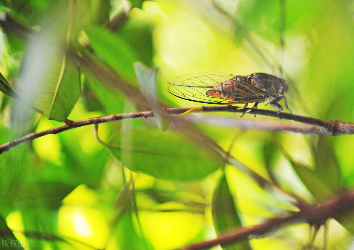 夏天生姜茶凉了喝有效果吗,夏季喝生姜茶祛湿气