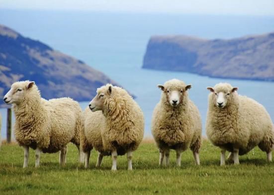 澳洲奶粉造假事件,澳洲牛奶骗局