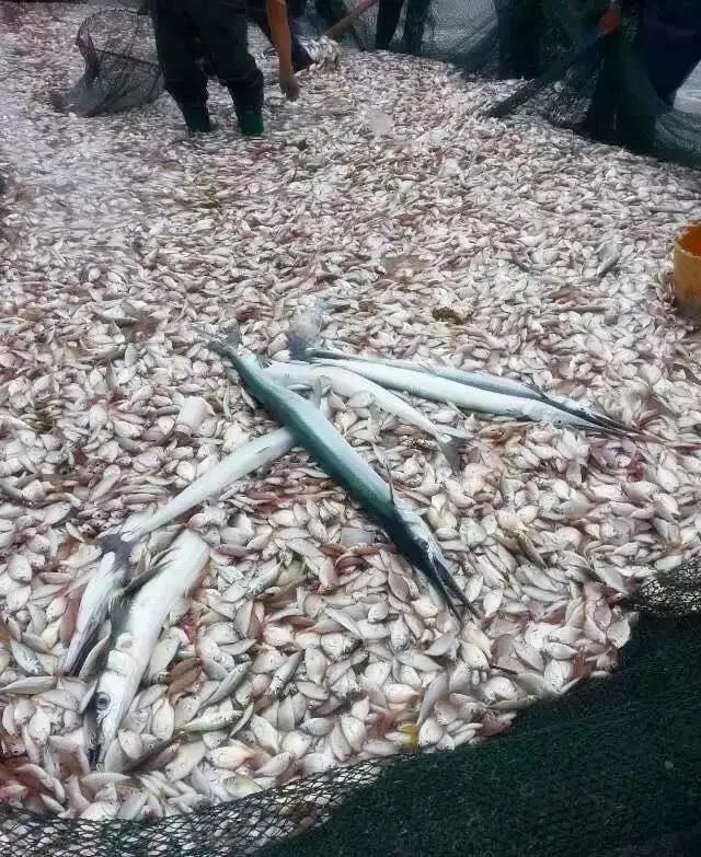 6成人去了这个半岛，都换了微信头像！广东“小希腊”要火了