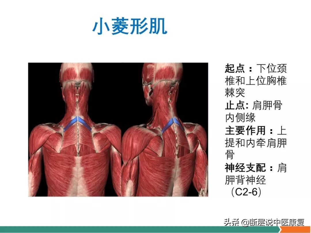 肩部肌肉解剖图详细图,肩部的16块肌肉分布图