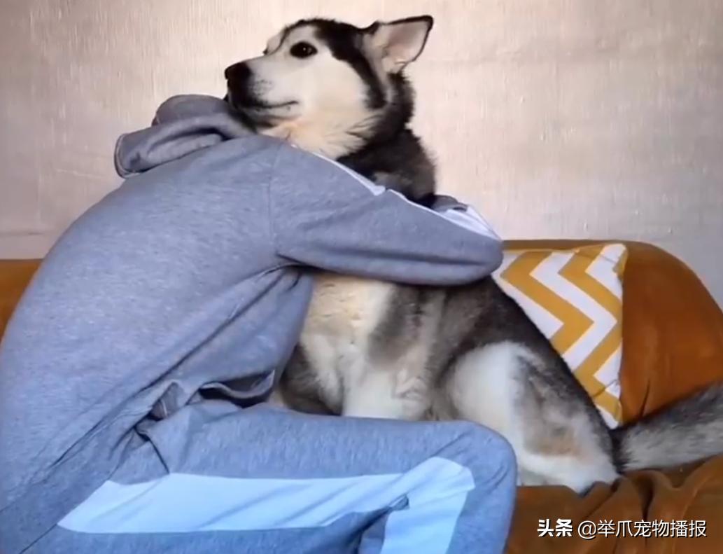 狗狗拥抱你,狗狗拥抱太阳满满的正能量