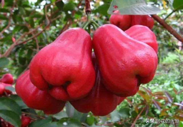 结蓝色和紫色球形小果子的植物,开花像白色灯笼植物图片