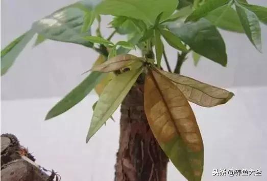 花卉冻伤怎么补救,春天浇水冻伤花根怎么修复