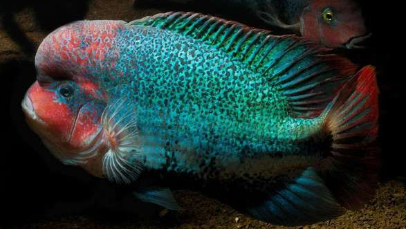 南美慈鲷,慈鲷有黑色的吗