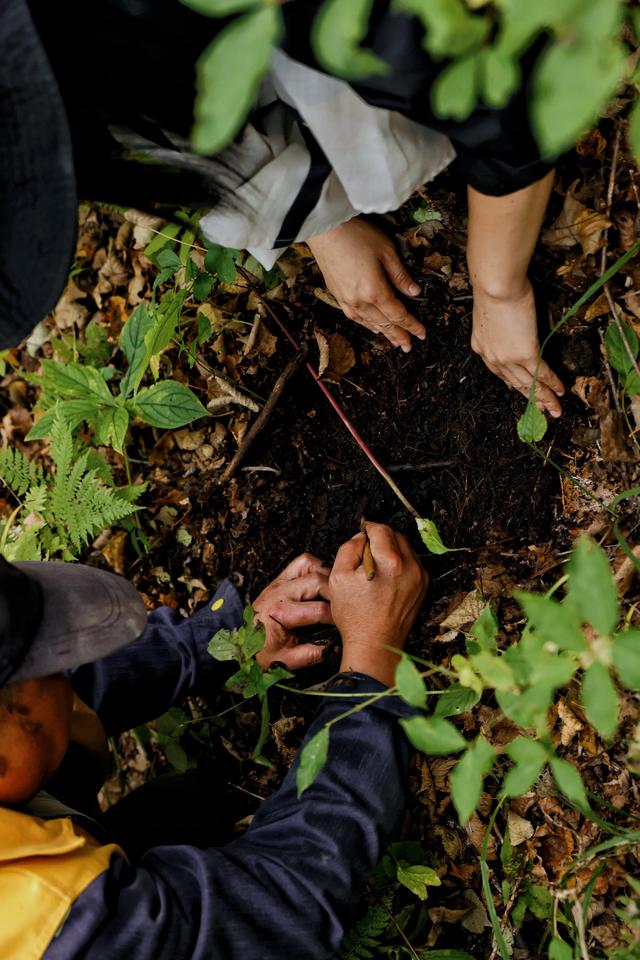 长白山百年野生人参为什么贵,长白山人参最好在哪里