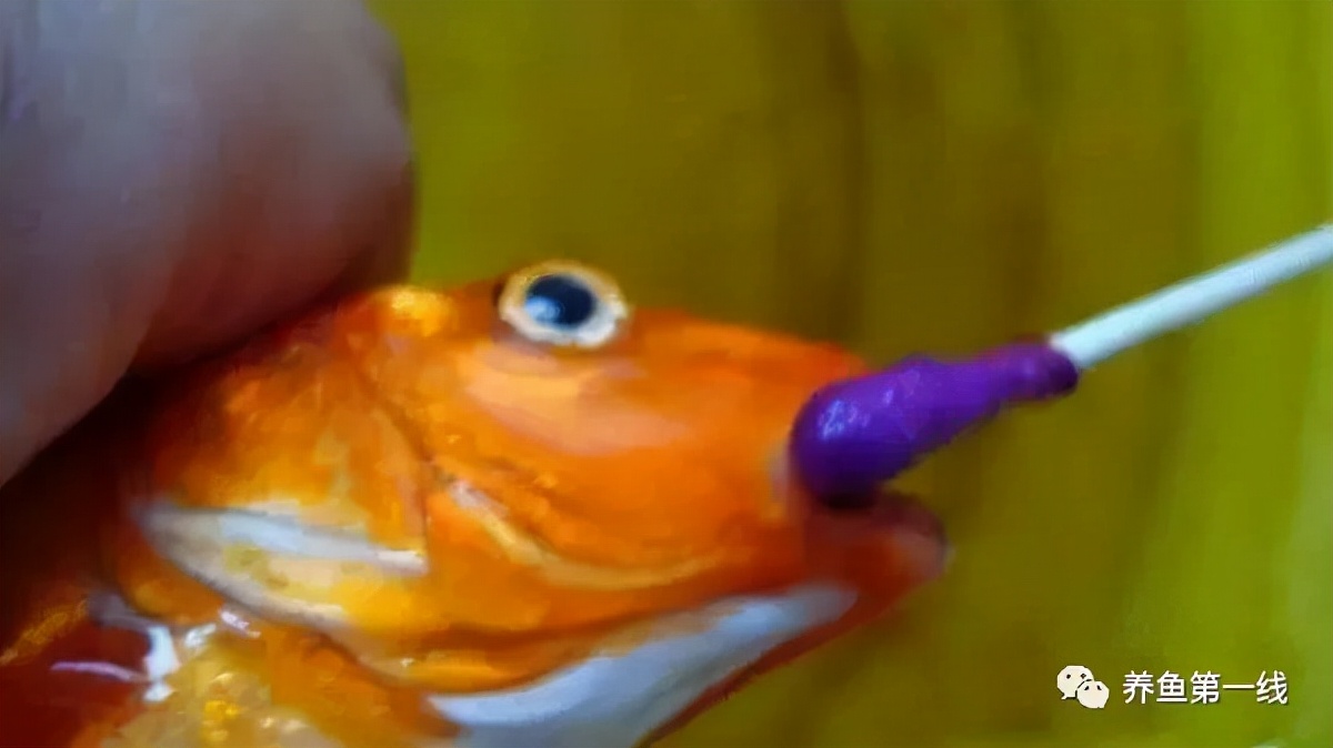 渔药标准解读系列,渔药标准