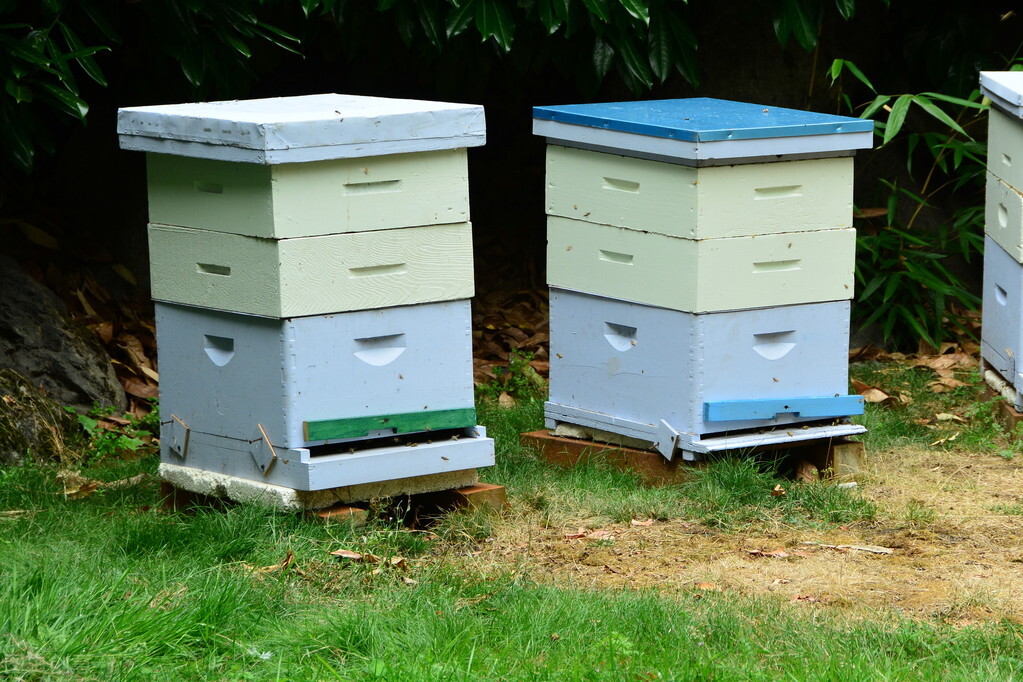 弱群该如何快速复壮，4步教会你，让你的蜂群达到欣欣向阳的状态