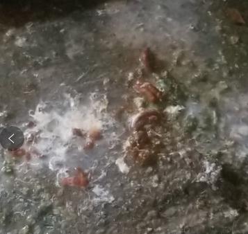 鸡得了肠道炎用什么药最佳,鸡肠炎最怕什么病