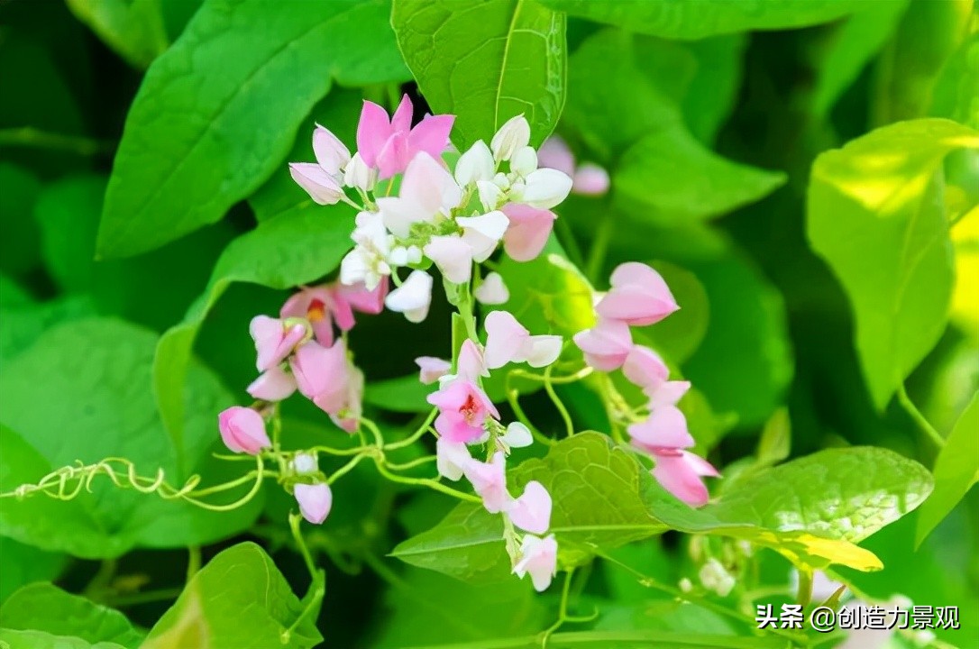 三种最旺家的爬藤植物,最好种的爬藤植物
