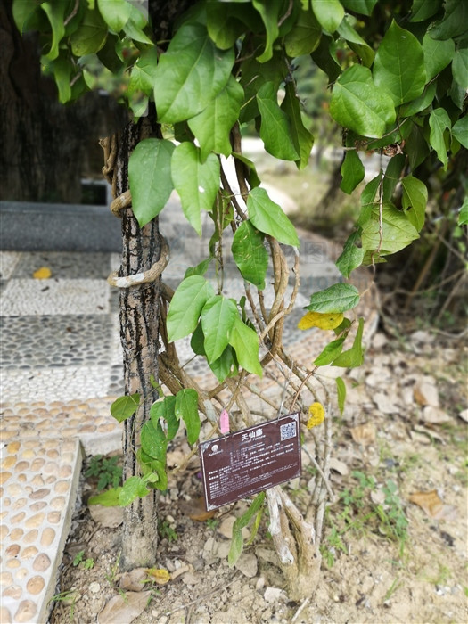 中药黄连能治疗扁桃体发炎吗,喝黄连可以治疗扁桃体发炎吗