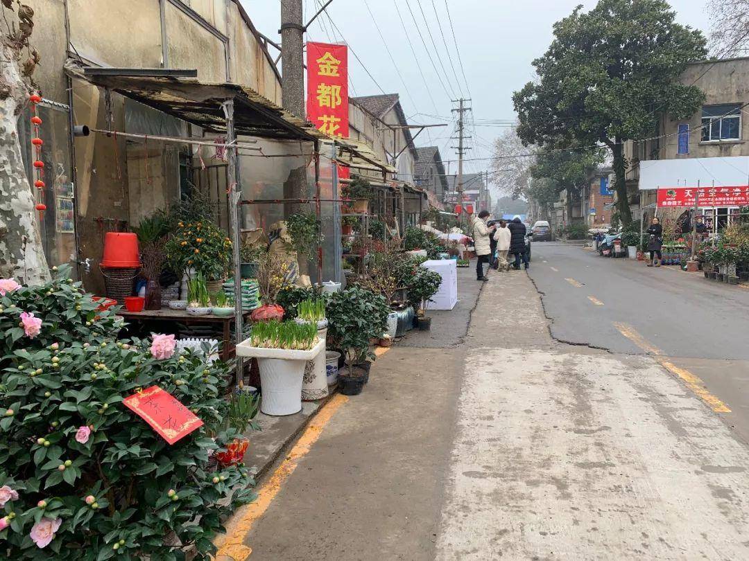 南京十大花鸟批发市场,南京最全的花卉市场